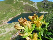 CORNO STELLA , panorami, monti, laghi, fiori, stambecchi-9lu25  - FOTOGALLERY